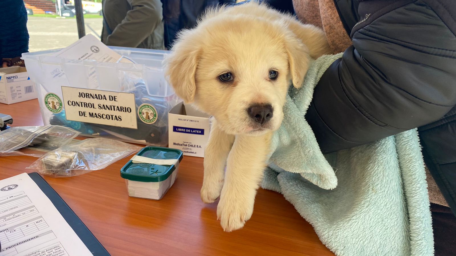 Exitoso Festival “Patitas a la plaza”: se realizaron más de 100 controles sanitarios