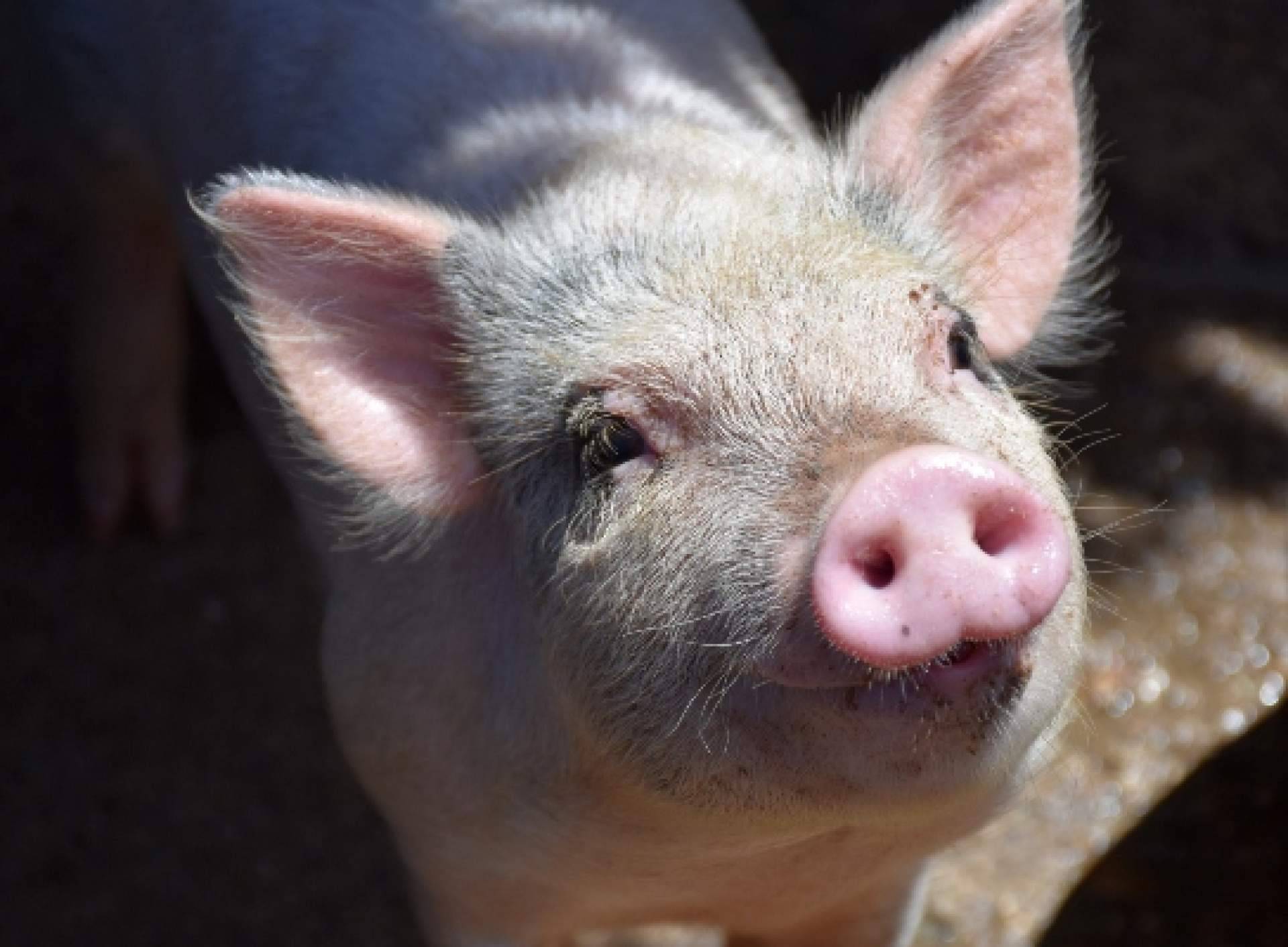 ¿Por qué las etapas de alimento para cerdos determinan la rentabilidad del negocio?